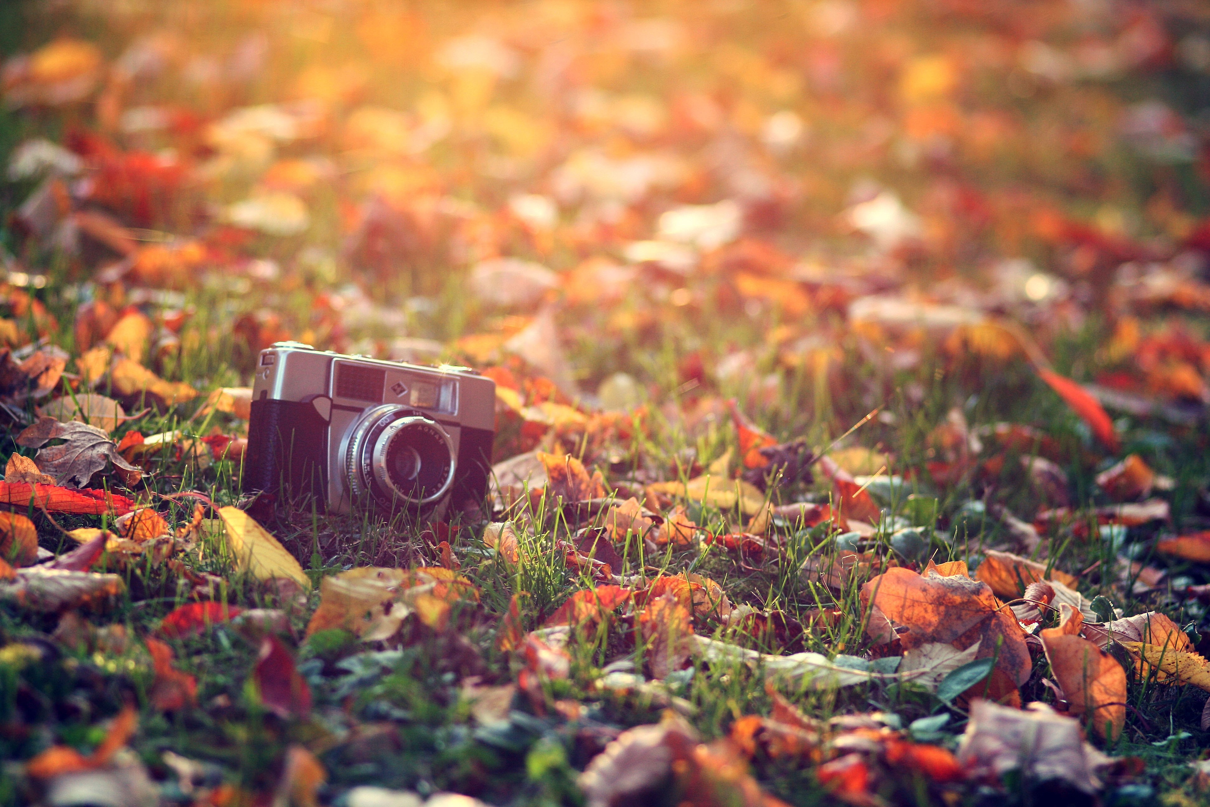 фотоаппарат, трава